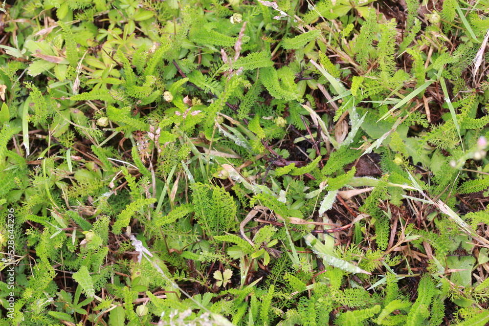 Obraz premium Fond végétal champêtre