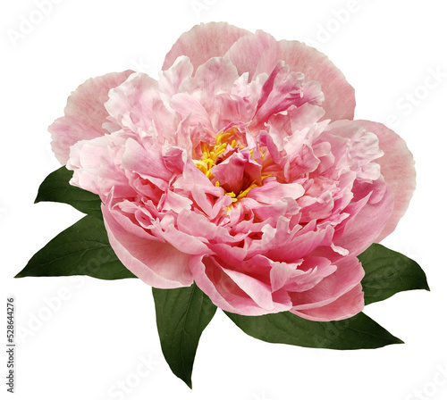 Pink peony flower on white isolated background with clipping path. Closeup. For design. Nature.