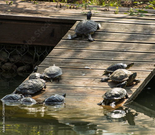 aquatic turtles on a wooden moss bask in the sun