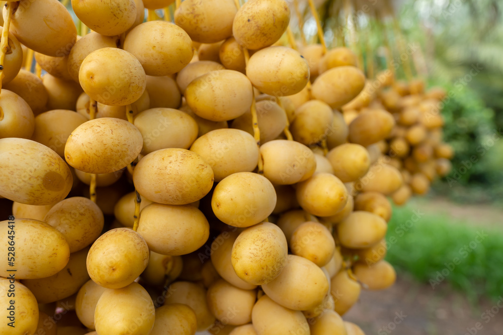yellow fresh dates bunch hanging from a date palm tree
