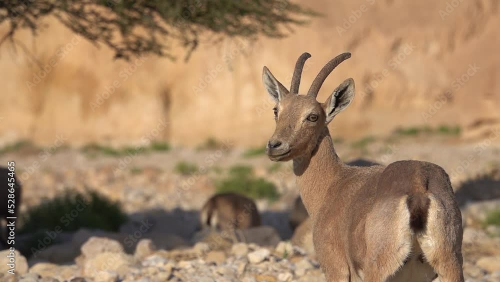 Herd of Ibex in desert beneath acacia tree close up
Israel Ibex wildlife in the sunner, 2022
Herd of Ibex in desert beneath acacia tree close up
Israel Ibex wildlife in the sunner, 2022