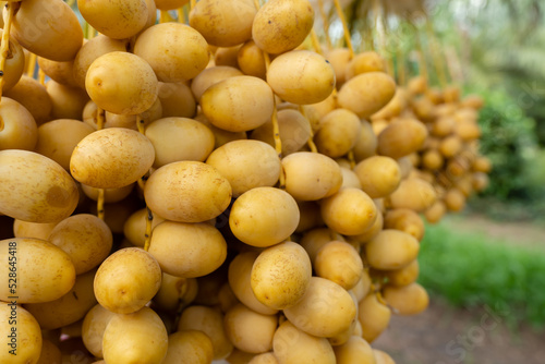 yellow fresh dates bunch hanging from a date palm tree