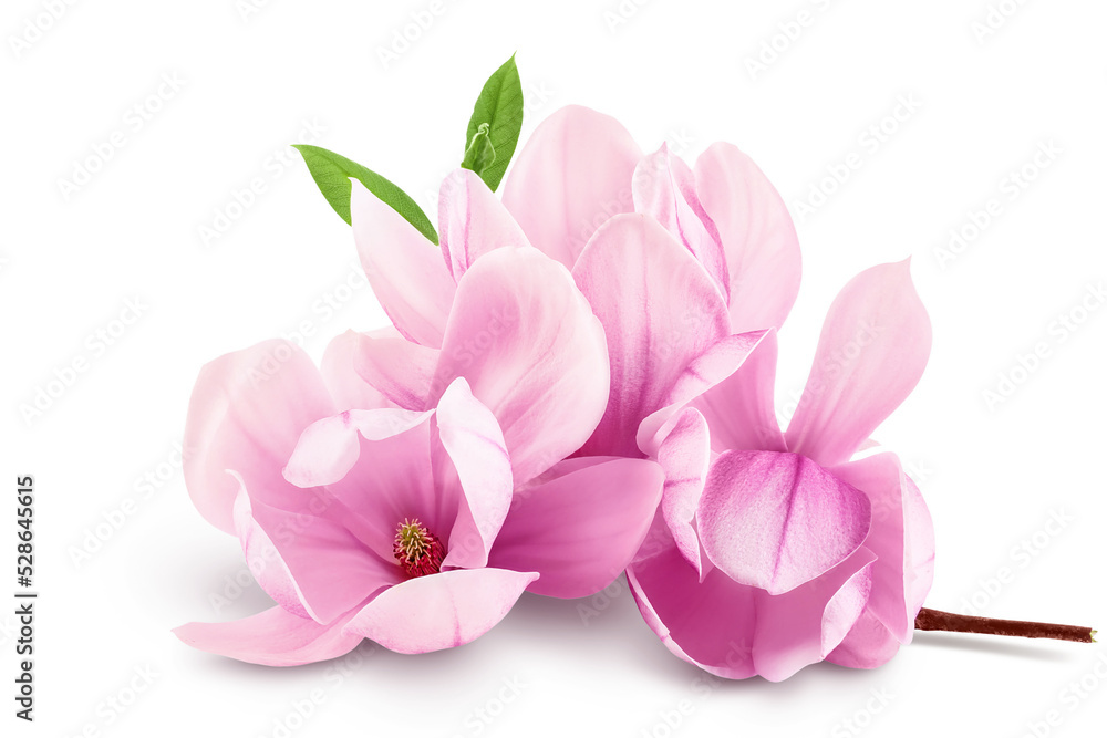 Pink magnolia flower isolated on white background with full depth of field Pink magnolia flower isolated on white background with full depth of field