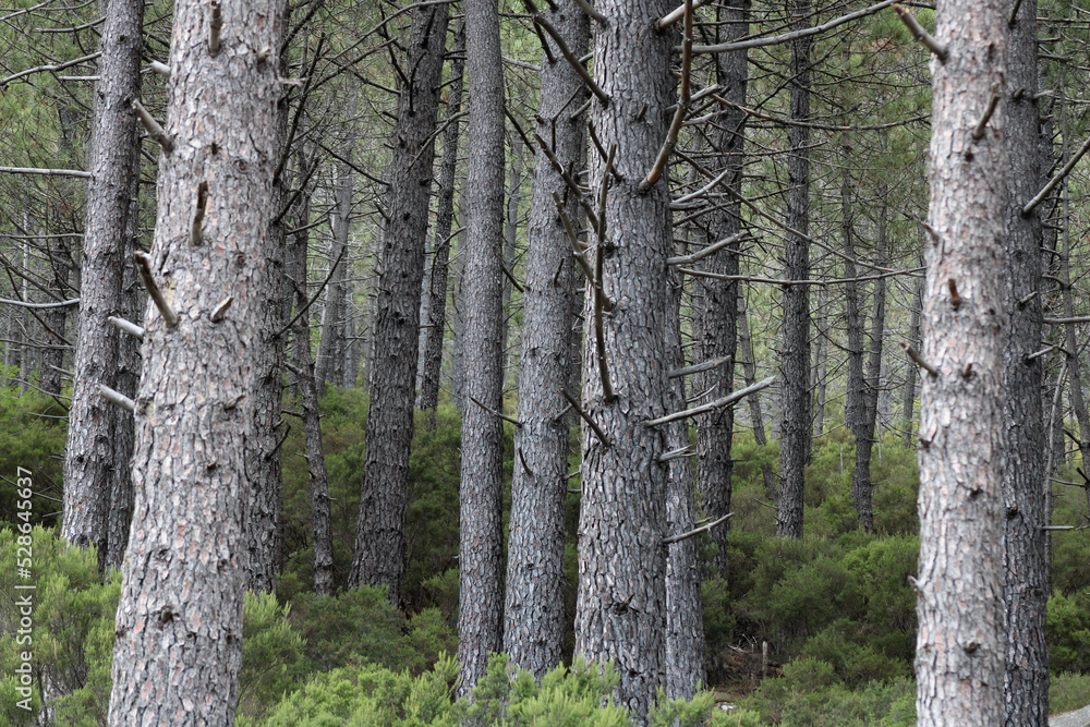 Pine trees in Corsica Pine trees in Corsica