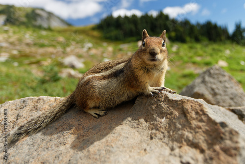 A Golden Mantled Ground Squirrel poses on a rock on the Skyline Trail at Mt. Rainier National Park.