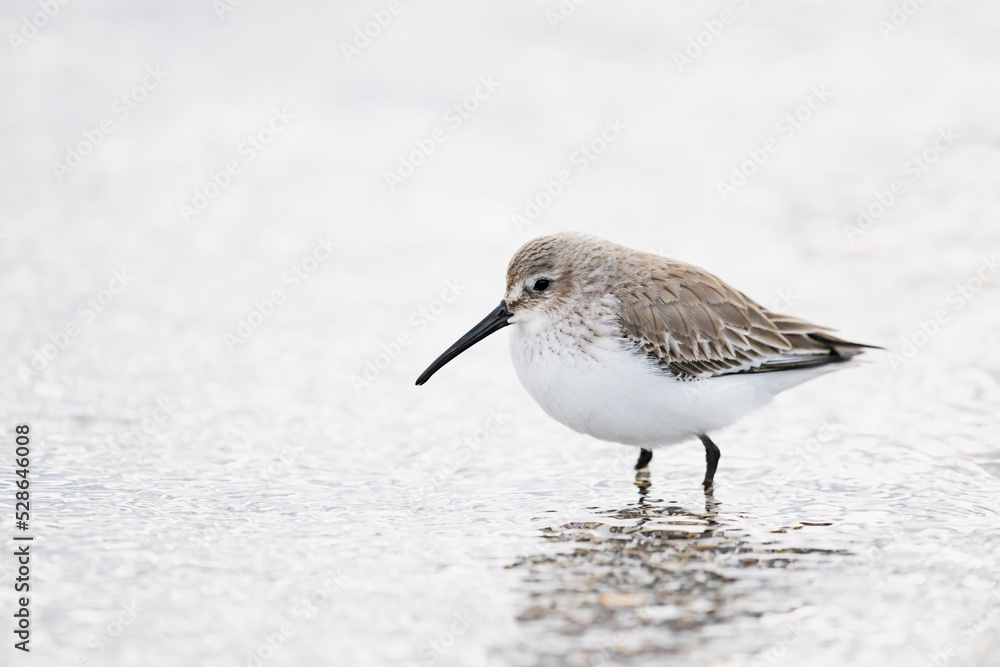 ハマシギ冬羽 (dunlin) ハマシギ冬羽 (dunlin)