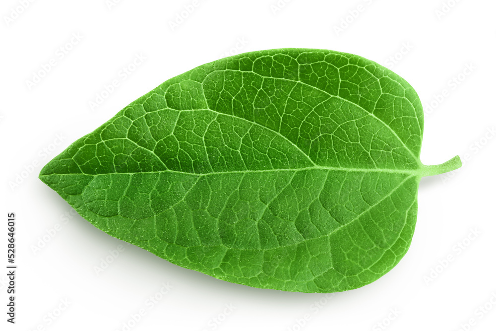 Fresh honeysuckle leaf isolated on white background with full depth of field. Top view. Flat lay. Fresh honeysuckle leaf isolated on white background with full depth of field. Top view. Flat lay.