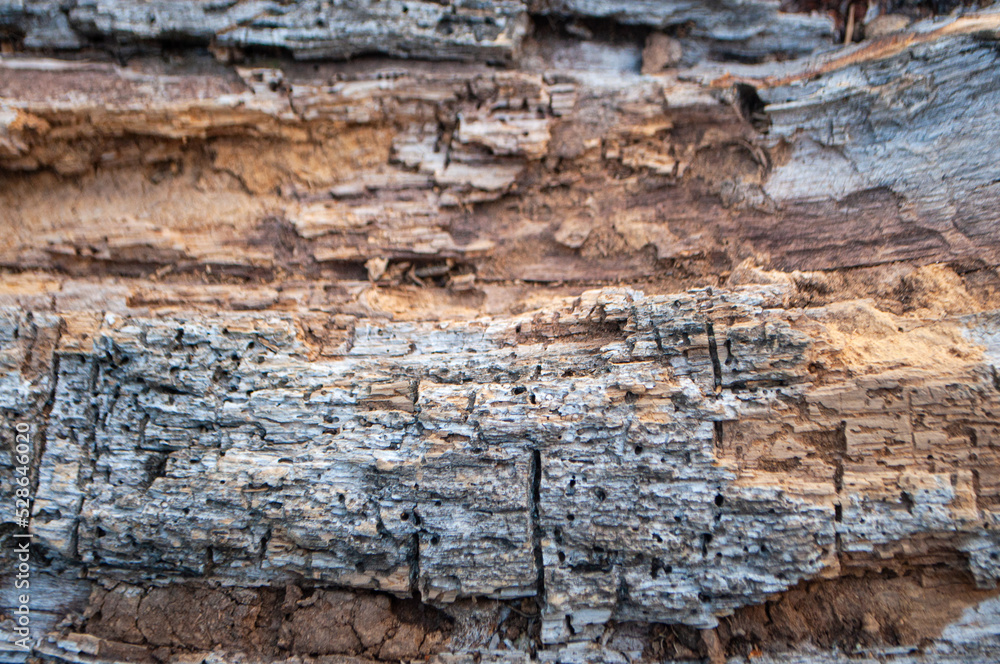 Closeup texture of tree bark. Pattern of natural tree bark background. Closeup texture of tree bark. Pattern of natural tree bark background.