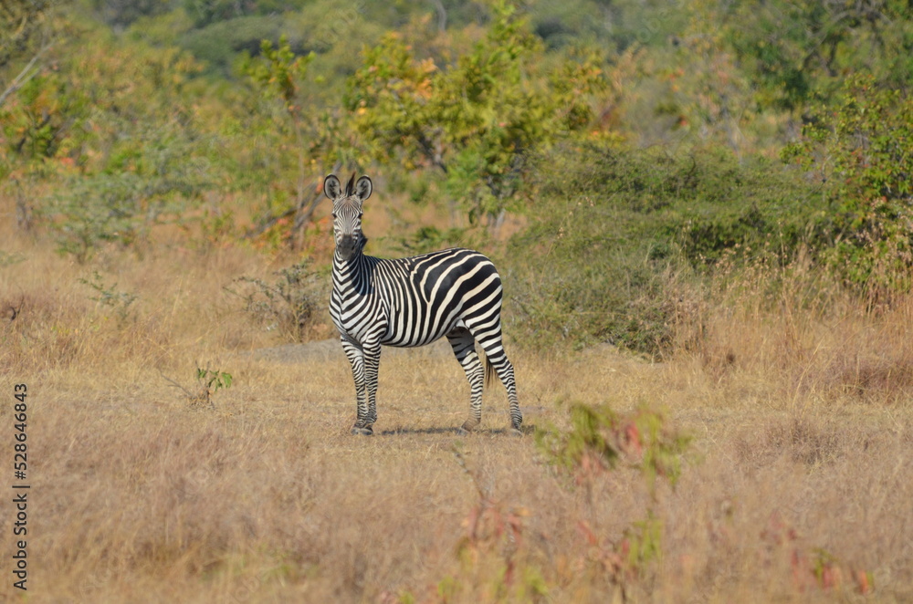 Naklejka premium zebras in the Selous national park