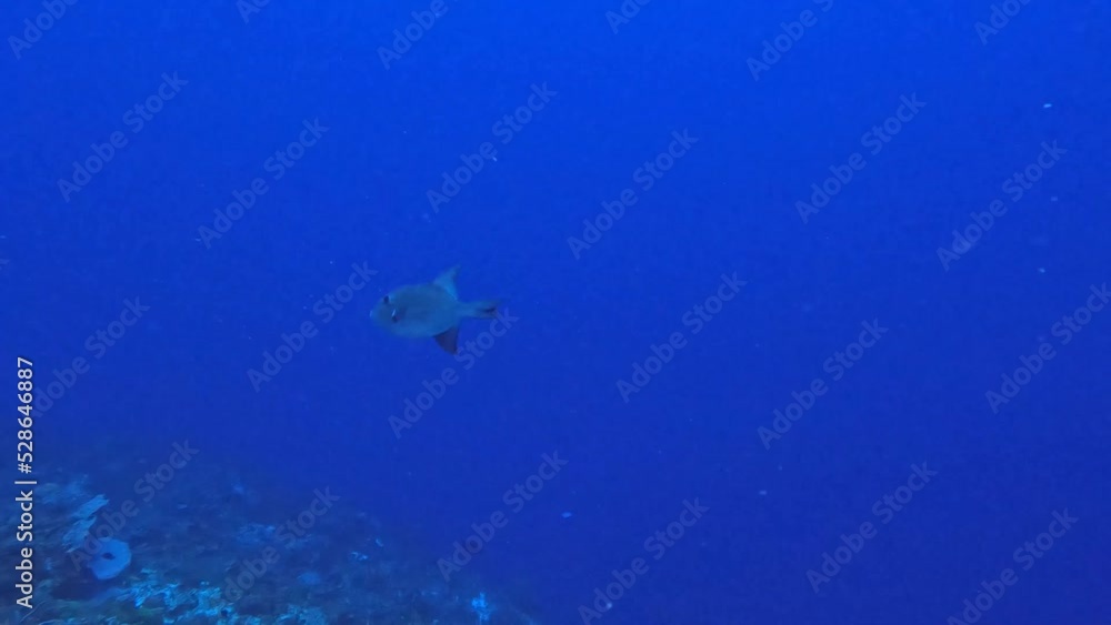 4k video of an Ocean Triggerfish (Canthidermis sufflamen) in Cozumel, Mexico 4k video of an Ocean Triggerfish (Canthidermis sufflamen) in Cozumel, Mexico