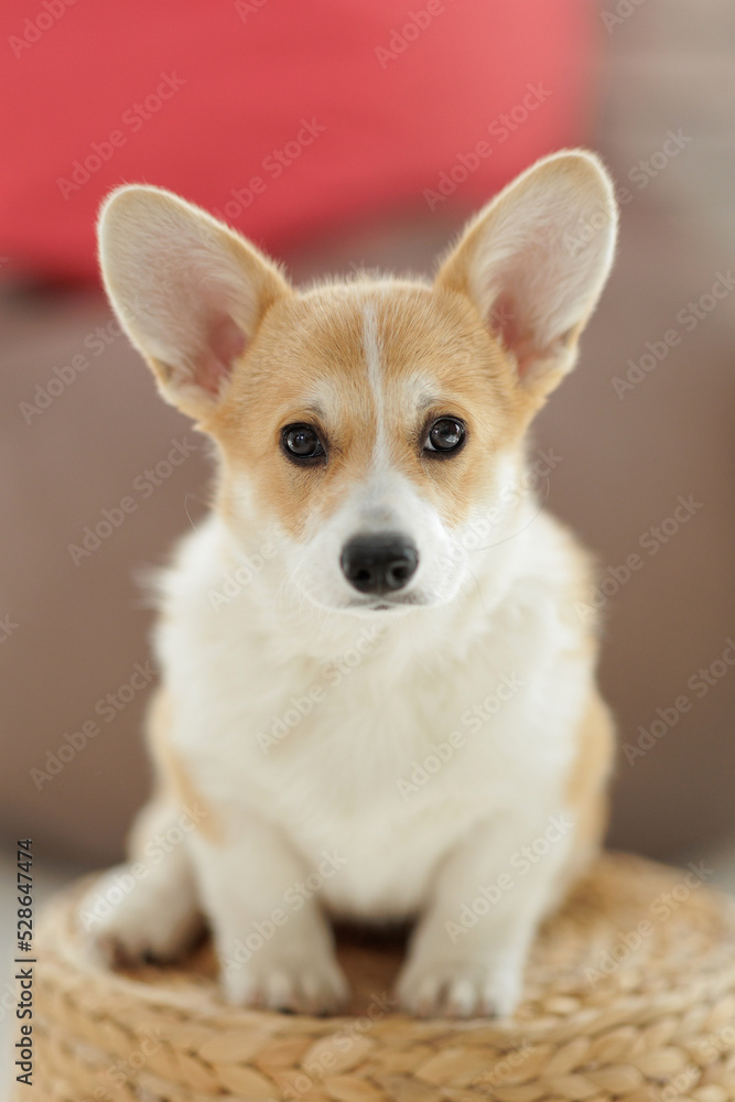 Obraz premium Corgi dog breed. Dog at home. Corgi lies on the bed. High quality photo