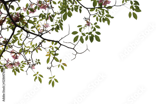Realistic flowering plants foreground