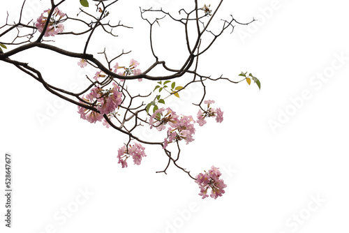 Realistic flowering plants foreground