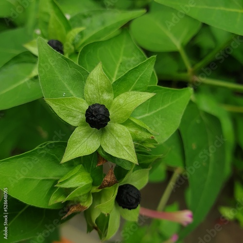 mirabilis jalapa seed photo