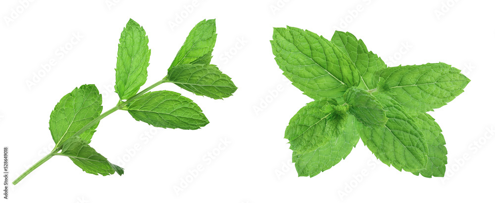 fresh mint leaves isolated on white background fresh mint leaves isolated on white background