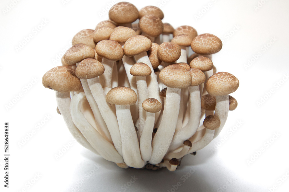 Brown beech mushrooms or Shimeji mushrooms isolated on white background. Brown beech mushrooms or Shimeji mushrooms isolated on white background.