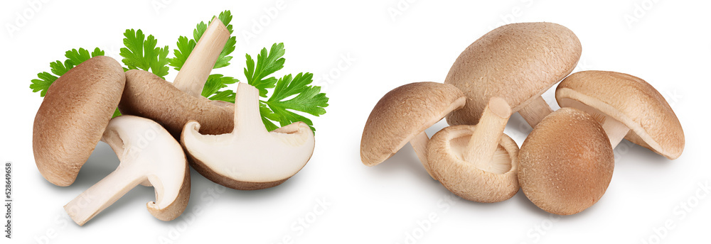 Fototapeta premium Fresh Shiitake mushroom isolated on white background with full depth of field.