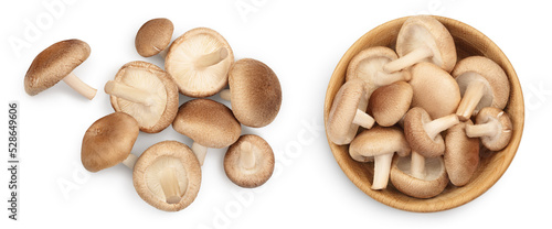 Fresh Shiitake mushroom isolated on white background. Top view. Flat lay