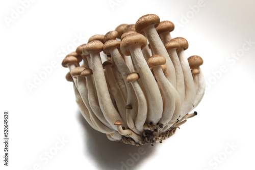 Brown beech mushrooms or Shimeji mushrooms isolated on white background.