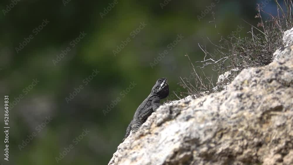 Black lizard searching for mate
Israel negev desert wildlife, 2022
Black lizard searching for mate
Israel negev desert wildlife, 2022