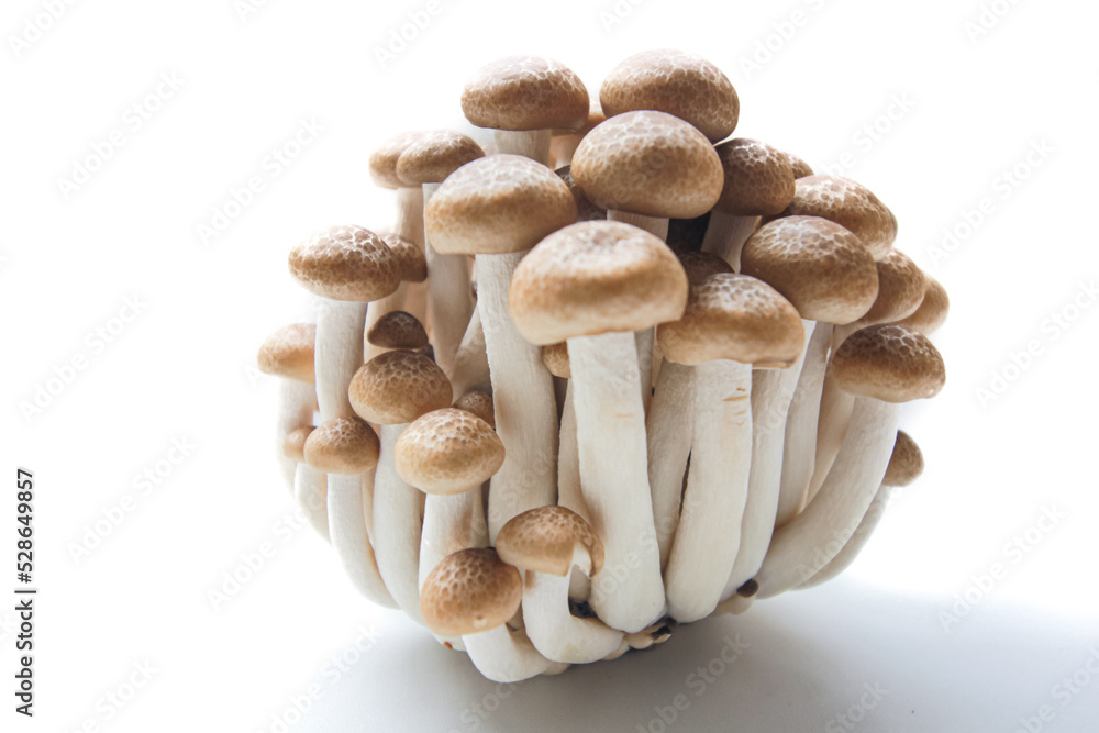 Brown beech mushrooms or Shimeji mushrooms isolated on white background. Brown beech mushrooms or Shimeji mushrooms isolated on white background.