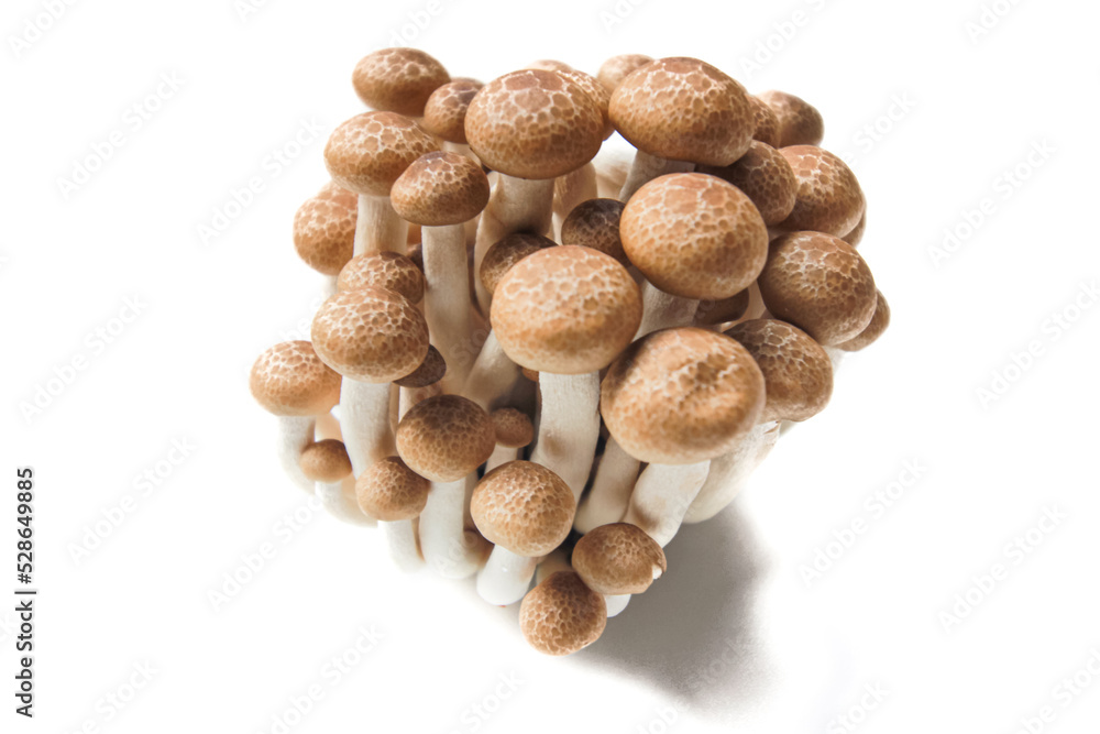 Brown beech mushrooms or Shimeji mushrooms isolated on white background. Brown beech mushrooms or Shimeji mushrooms isolated on white background.