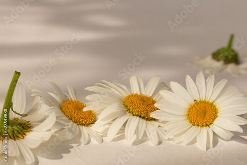 A composition of daisies on a white background with a place for text. Background for your design. A postcard  an invitation.