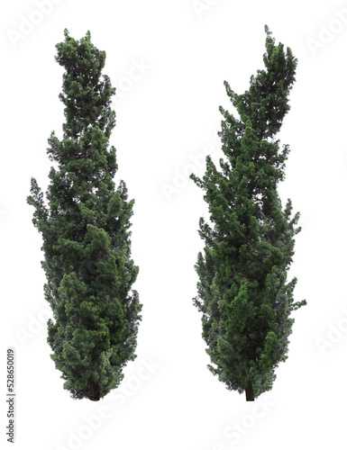 Chinese juniper trees