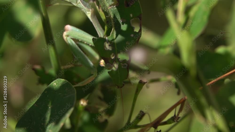 Large green praying mantis
Close up shot from israel, 2022
Large green praying mantis
Close up shot from israel, 2022