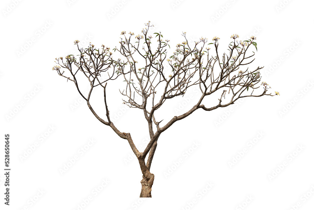 Obraz premium Realistic frangipani tree