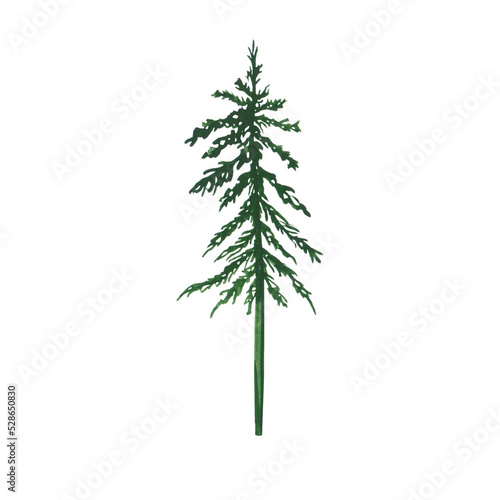 Foto Pine tree isolated on a transparent background