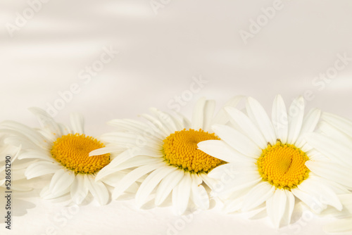 A composition of daisies on a white background with a place for text. Background for your design. A postcard  an invitation.