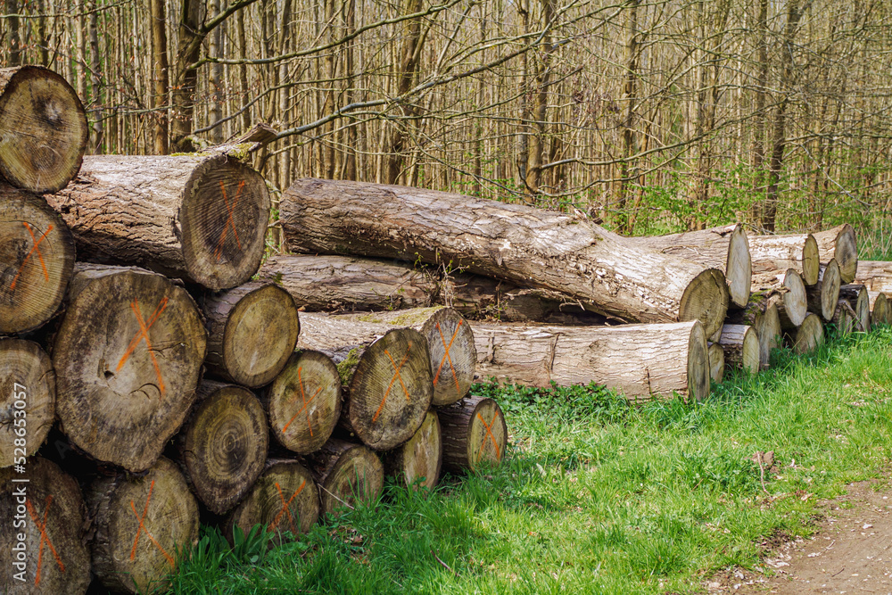 Mature cut tree logging in the forest. Tree trunks stacked in controlled deforestation and bare trees in the background. Mature cut tree logging in the forest. Tree trunks stacked in controlled deforestation and bare trees in the background.