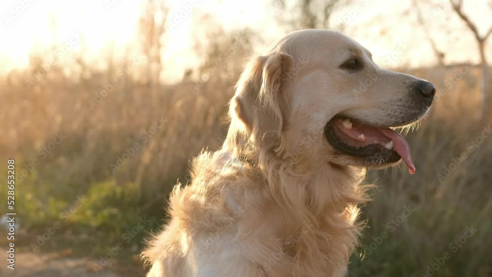 Golden retriever dog sitting in sunset time and looking back with tonque out. Adorable doggy pet labrador during walk at nature with amazing sun light Golden retriever dog sitting in sunset time and looking back with tonque out. Adorable doggy pet labrador during walk at nature with amazing sun light