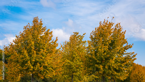 Autumn or fall background. Yellow and orange leaves on the tree
