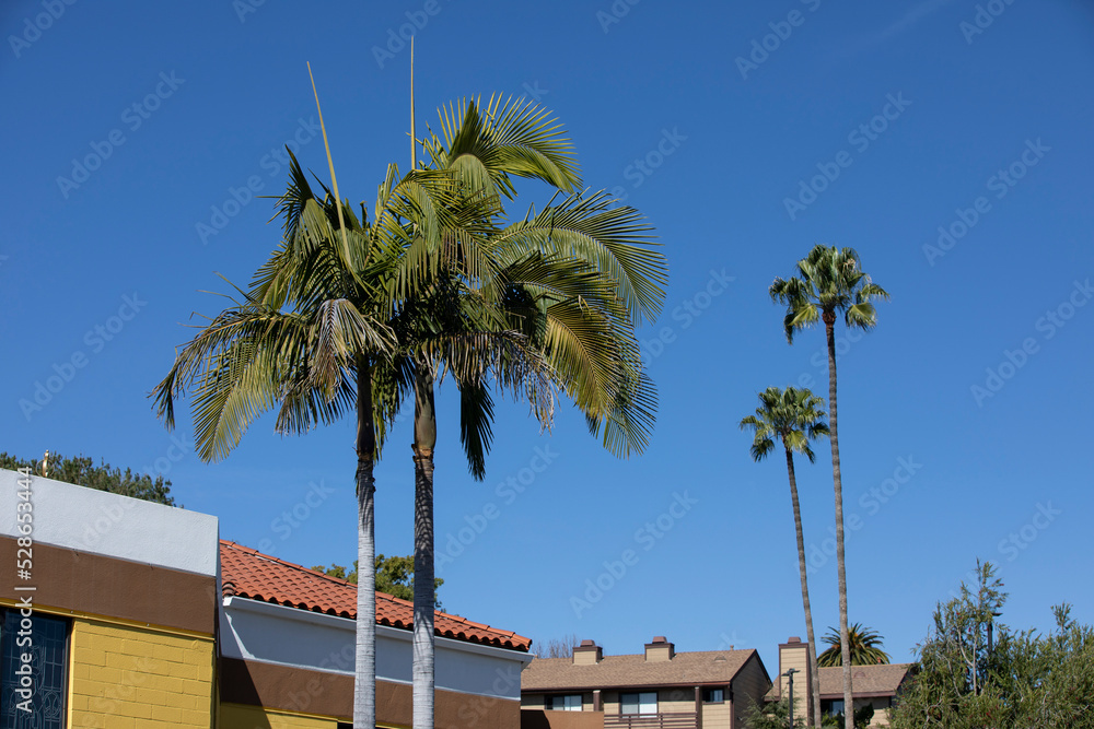 Palm framed view of downtown Vista, California, USA.