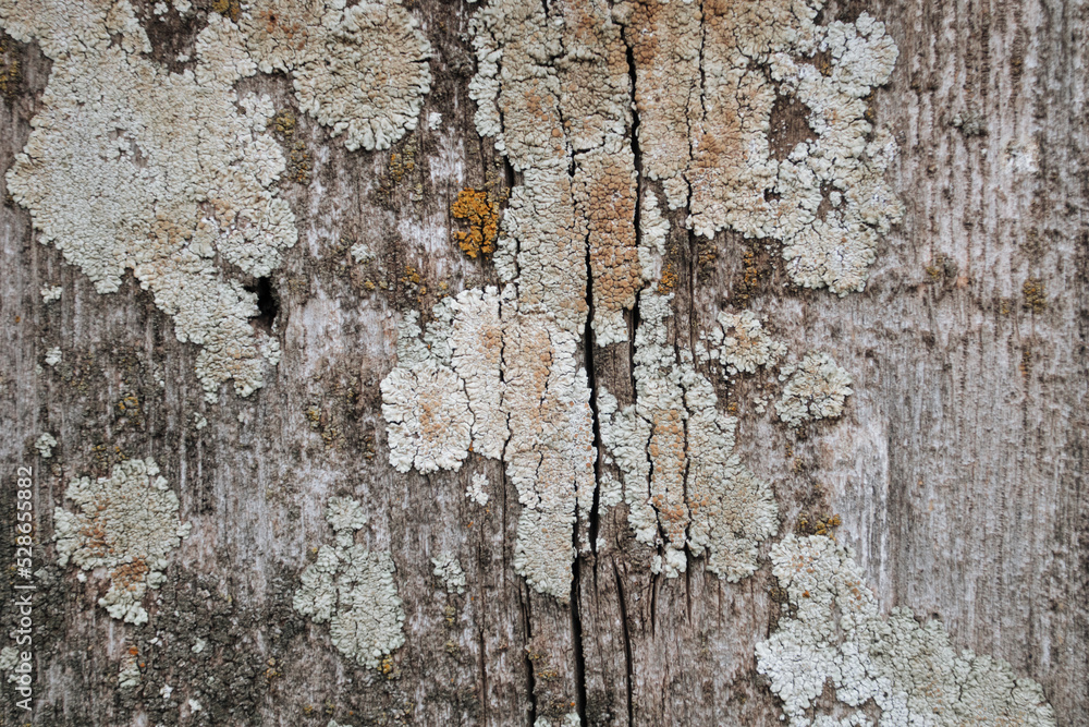 Moldy old wooden board texture Moldy old wooden board texture