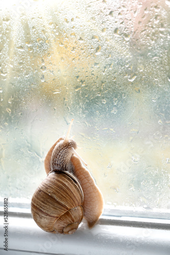 Garden snail sitting on window with rain drops on glass