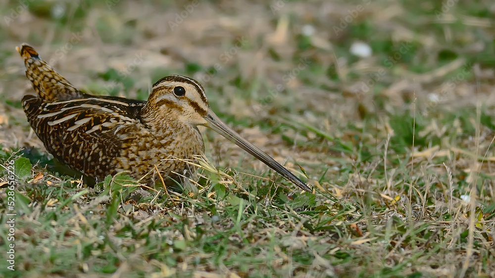 Snipe in the grass Snipe in the grass
