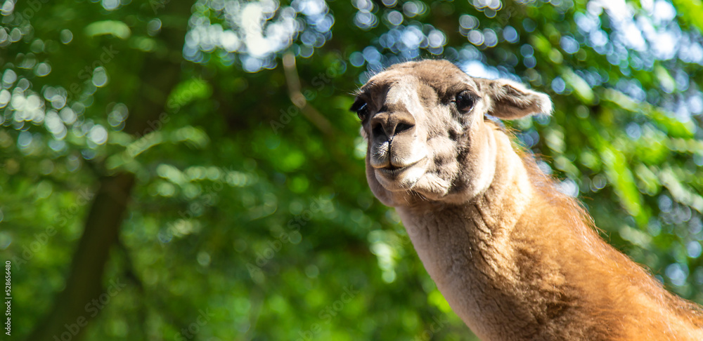 Fototapeta premium Big llama in the zoo. Selective focus.