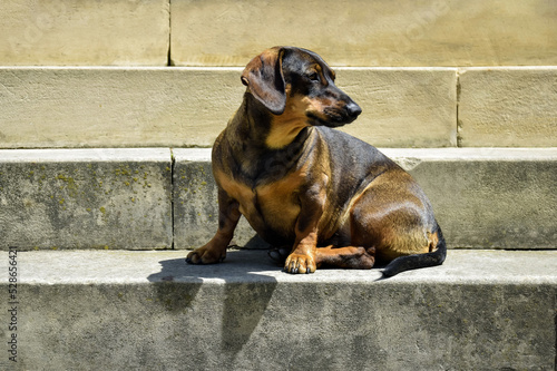 Thoroughbred dog is comfortably located on stone steps. Close-up. Selective focus. © Marina_Nov