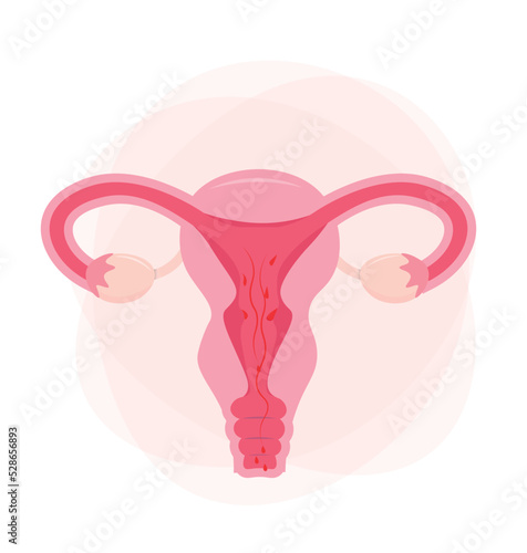 
The organ of the uterus is female nature. The concept of feminism. Beautiful female reproductive organ. Female symbol. female reproductive health illustration. vector illustration.