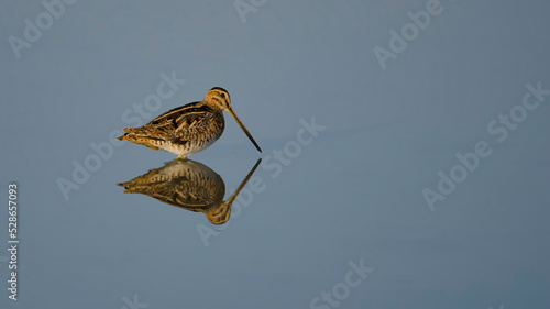 Common Snipe is in the water. photo
