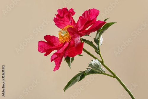 Red peony flower with yellow center isolated on beige background.