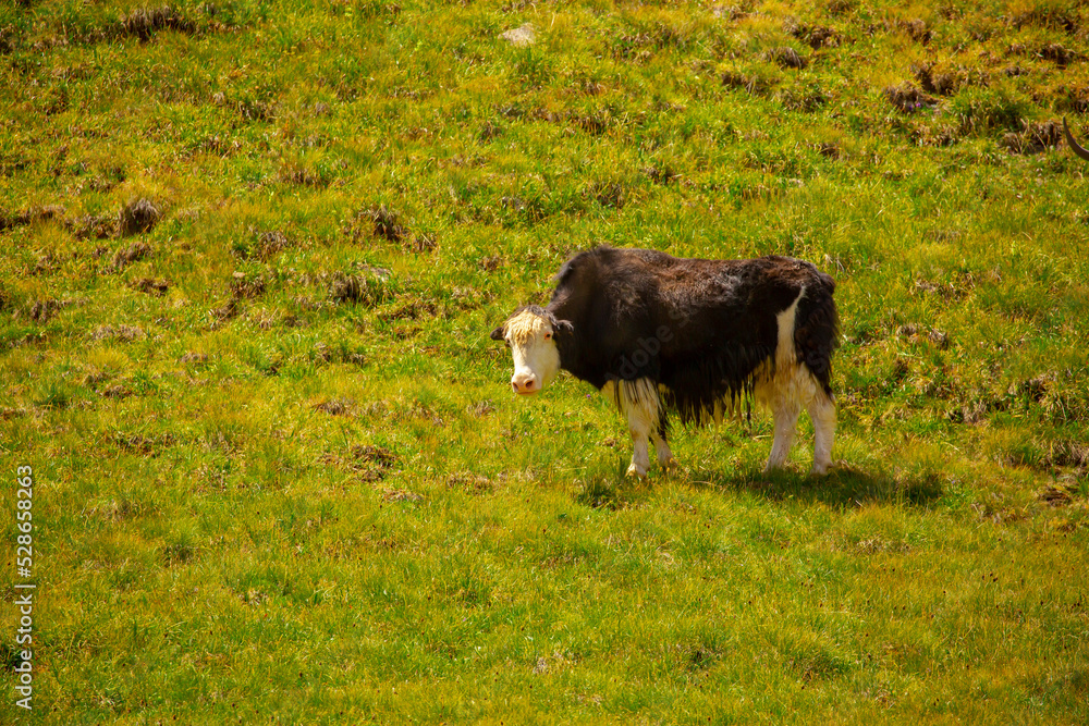 A herd of yaks graze in the mountains. Himalayan big yak in a beautiful landscape. Hairy cow cattle wild animal in nature in Tibet. Sunny summer day in the wild. Farm animal in Nepal and Tibet. A herd of yaks graze in the mountains. Himalayan big yak in a beautiful landscape. Hairy cow cattle wild animal in nature in Tibet. Sunny summer day in the wild. Farm animal in Nepal and Tibet.