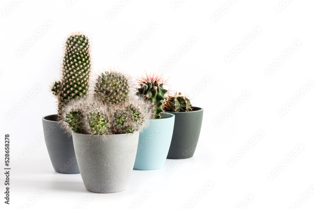 Potted cacti isolated on white background