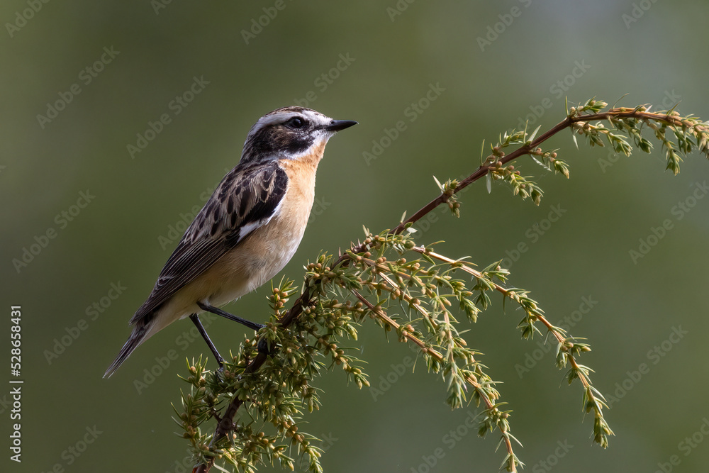 Whinchat Whinchat