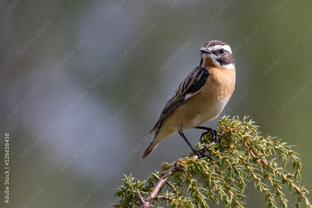 Obraz premium Whinchat