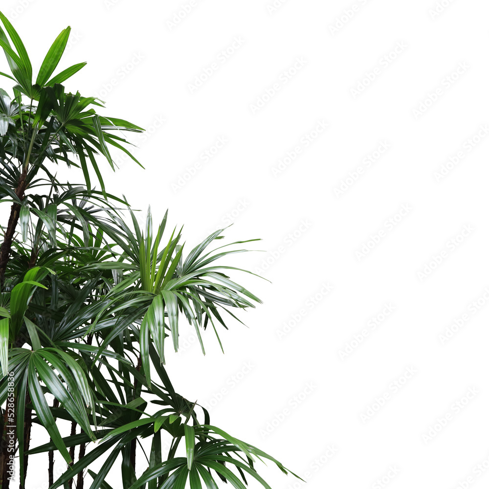 Fototapeta premium Realistic lady palm foreground isolated