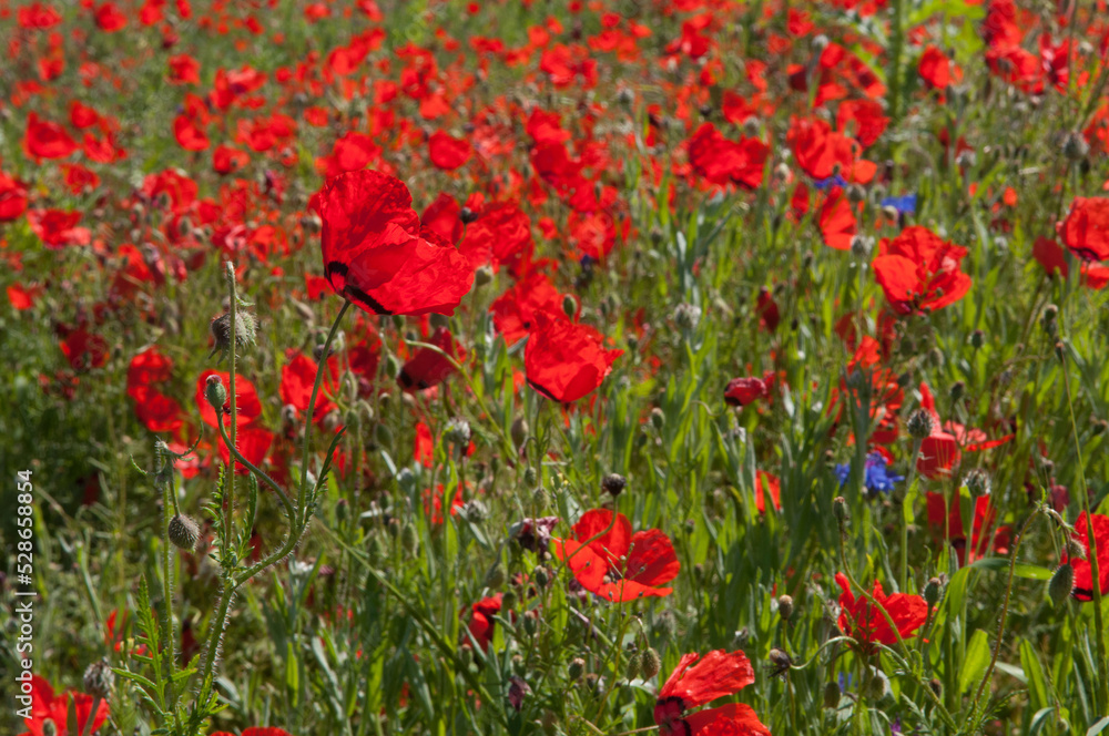 Fototapeta premium Spring, Field of poppy flowers against the blue sky with clouds. The concept of freshness of morning nature. Spring landscape of wildflowers. Beautiful landscape long banner.